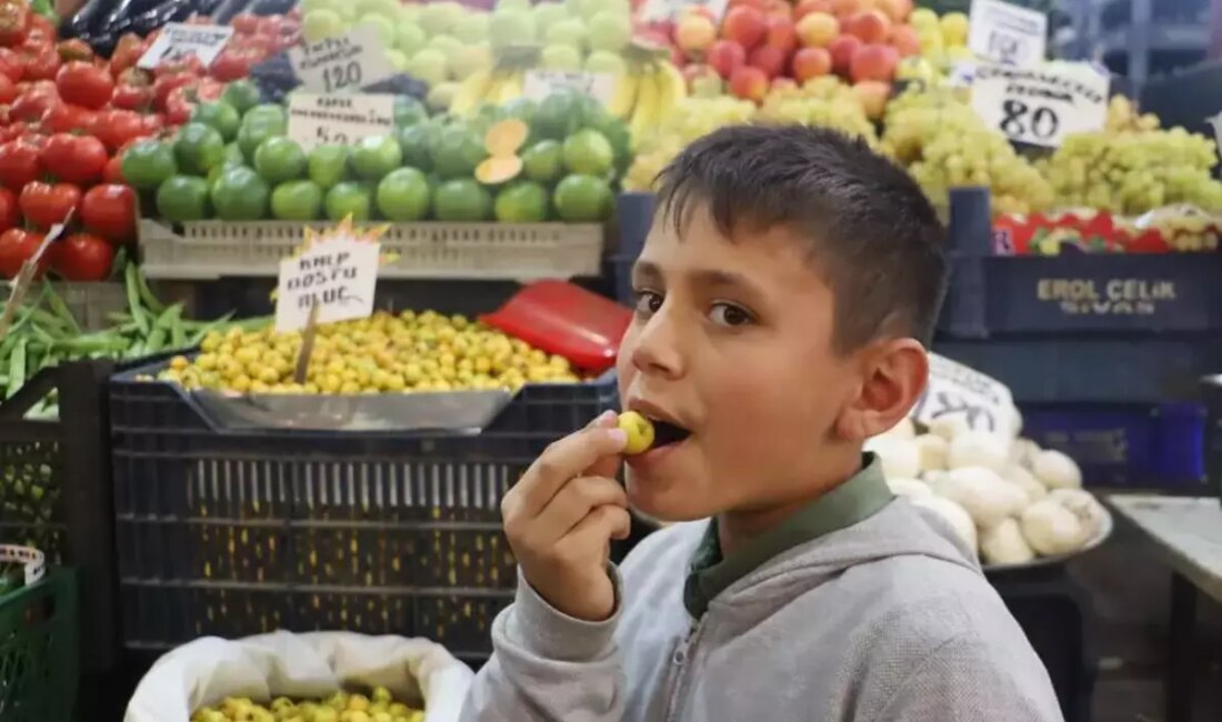 Gündem: Alıç Meyvesi Toplama Sezonu Başladı Son Dakika: Sivas’ta Kırsal