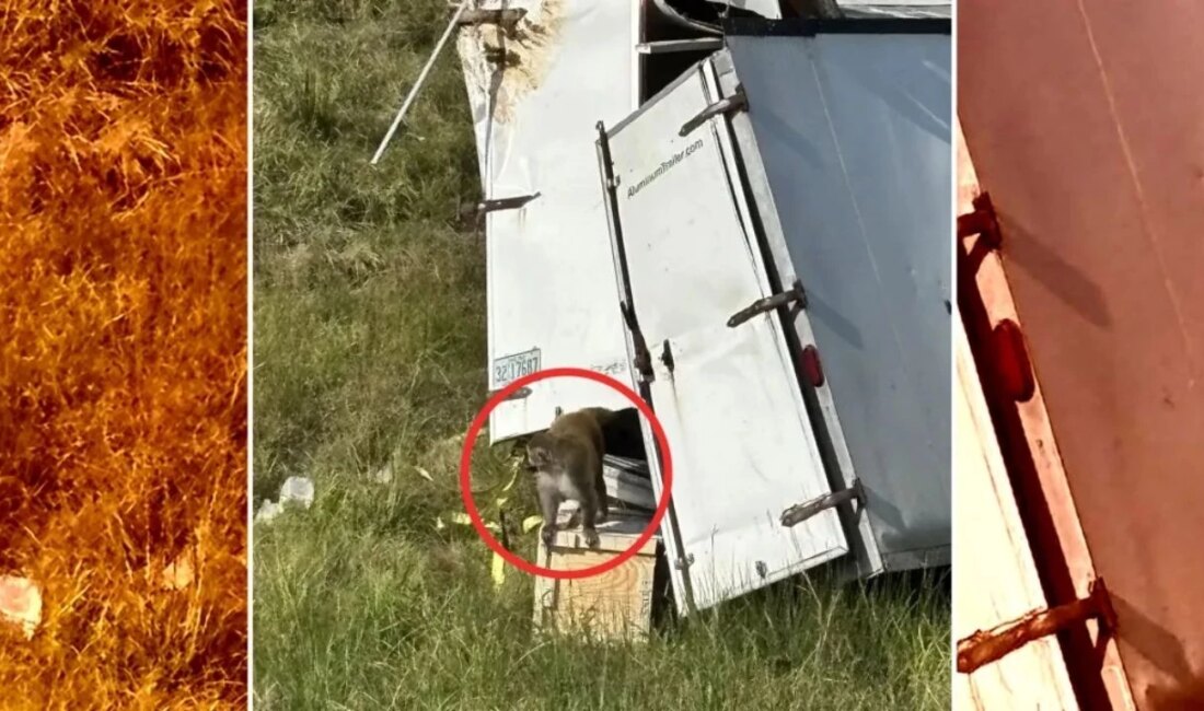 Üniversite Tercihleri Öncesi Deney Maymunları Kaçtı, Virüs Korkusu! Mississippi’de Maymun Taşıyan Kamyon Kaza Yaptı: Kaçan Maymunlar Paniğe Yol