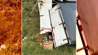 Mississippi’de Maymun Taşıyan Kamyon Kaza Yaptı: Kaçan Maymunlar Paniğe Yol