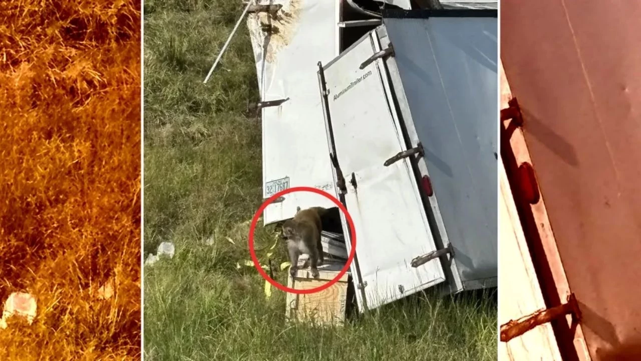Üniversite Tercihleri Öncesi Deney Maymunları Kaçtı, Virüs Korkusu! Universite Tercihleri Oncesi Deney Maymunlari Kacti Virus Korkusu