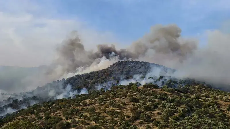 Gündem: Aydın’da Orman Yangını Son Dakika: Aydın’da Orman Yangını Çıktı