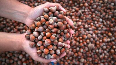 Fındık Üretiminde Kriz ve Fiyat Artışları Fındık Üretimi ve Pazar