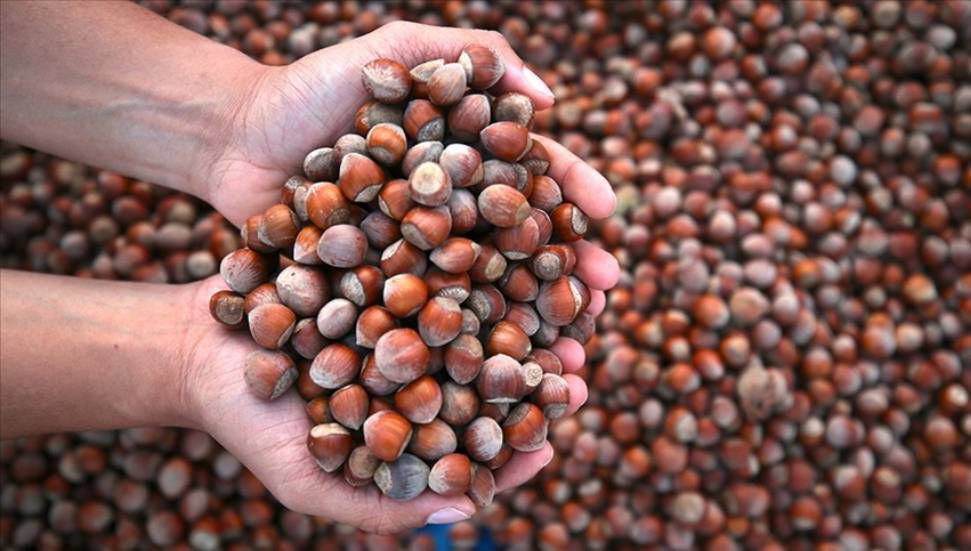 Fındık Üretiminde Kriz ve Fiyat Artışları Fındık Üretimi ve Pazar