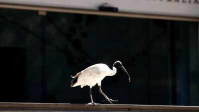 RBA, Enflasyon Artışı Nedeniyle Faiz İndirimine Temkinli Yaklaşıyor Avustralya Merkez