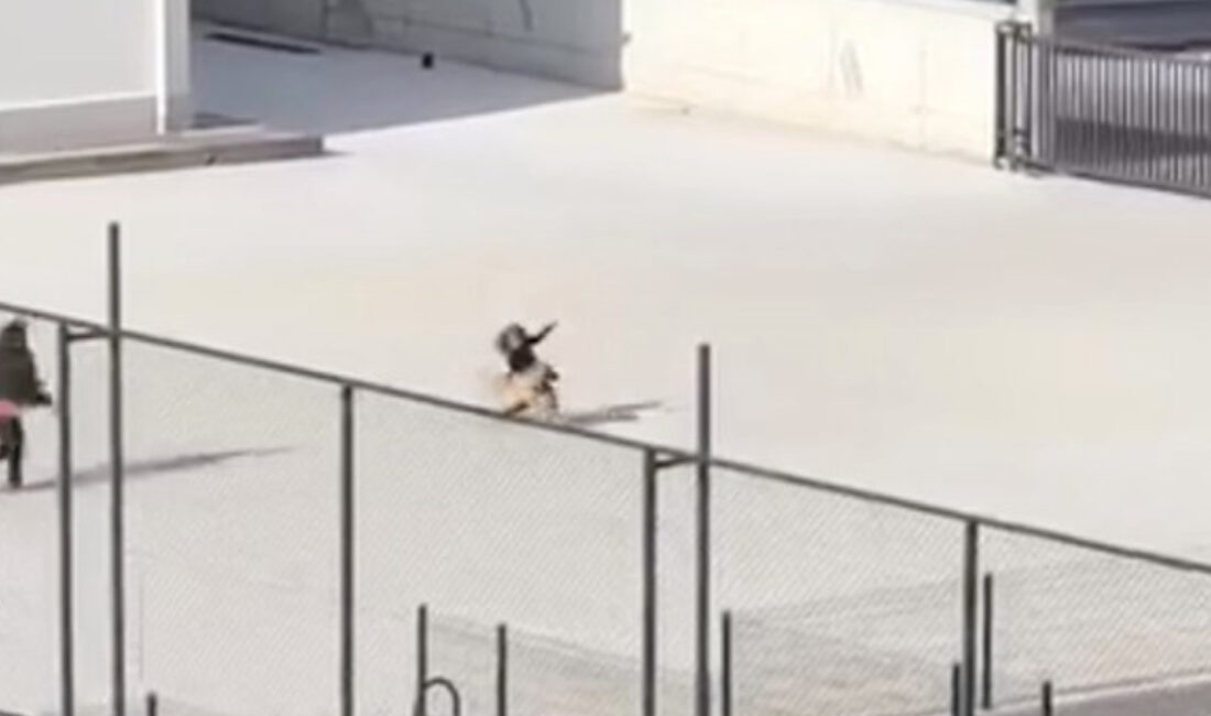 Çorum’da İlkokul Bahçesinde Panik: Başına Boş Köpek Ortaya Çıktı Olayın