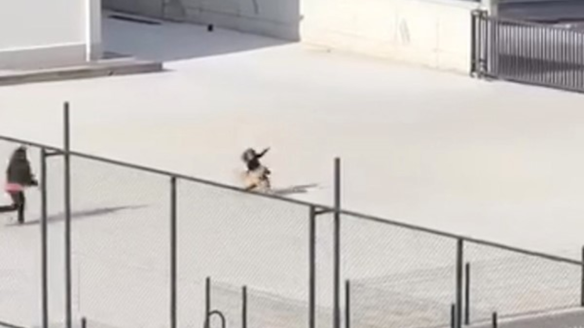 Okul Bahcesinde Panik Kopek Ogrencileri Tatil Kacisi Yaptirdi