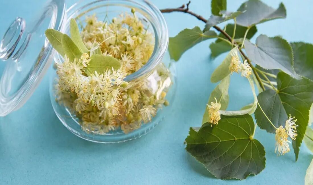 Ihlamurun Faydaları: Doğal Bir Şifa Kaynağı Kışın Vazgeçilmezi: Ihlamur Çayı