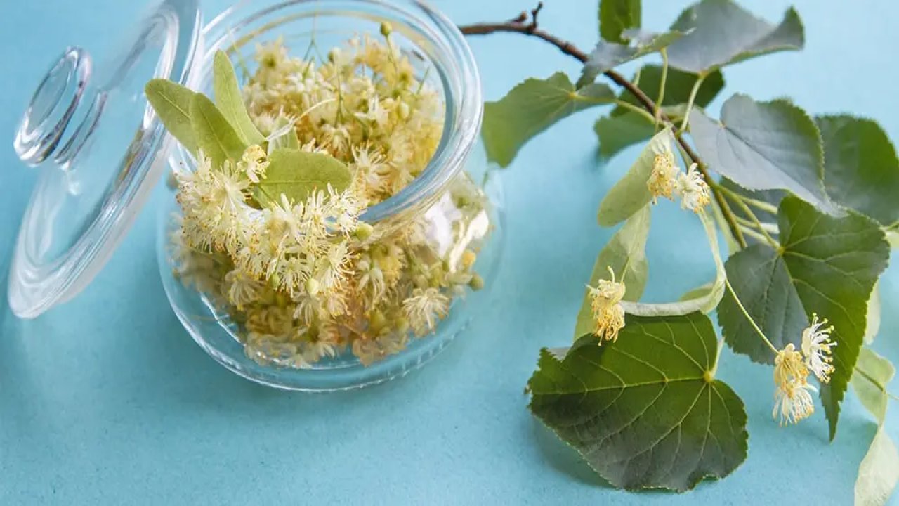 Ihlamurun Faydaları: Doğal Bir Şifa Kaynağı Kışın Vazgeçilmezi: Ihlamur Çayı