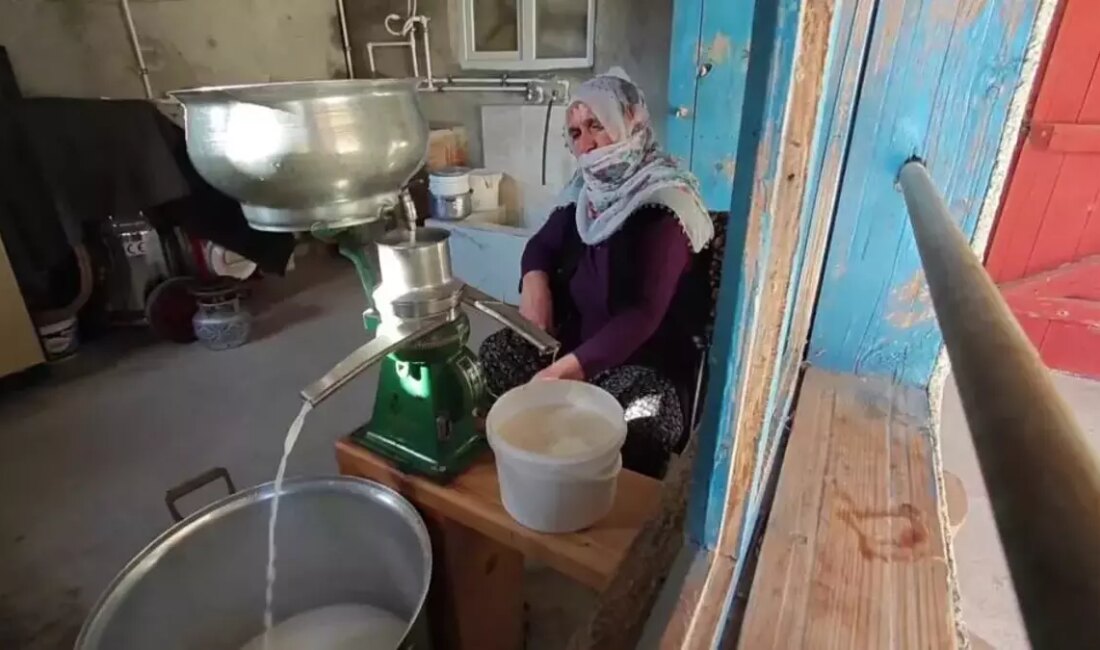 Gündem: Erzurum’un Doğal Şifa Kaynağı Küflü Peynir H2: Erzurum’un Küflü