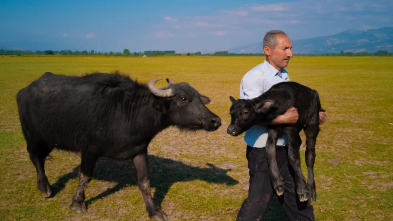 Sürpriz Şampiyon: Tokatlı Mehmet Emin Coruş Dünya İkincisi! Surpriz Sampiyon Tokatli Mehmet Emin Corus Dunya Ikincisi