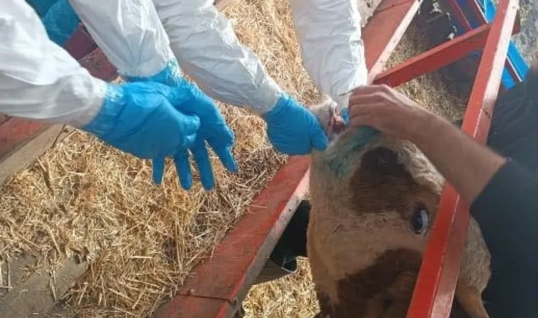 Nazilli’de Şap Hastalığıyla Mücadele Devam Ediyor Nazilli’de Tarım ve Orman