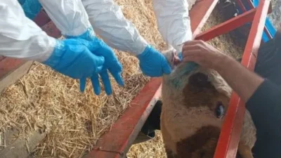 Nazilli’de Şap Hastalığıyla Mücadele Devam Ediyor Nazilli’de Tarım ve Orman