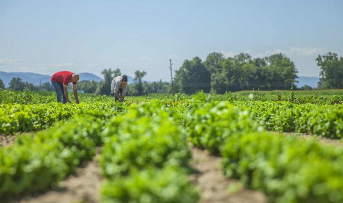 Türkiye Tarım Ürünleri Üretici Fiyat Endeksi Ekim 2023 Raporu: Önemli