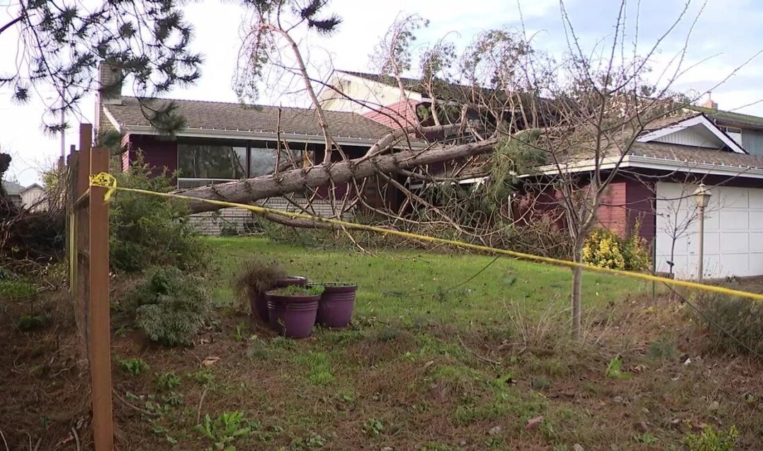 Ağaç, Everett’teki Bir Evin Üzerine Düştü: Şans Eşlik Etti Olayın