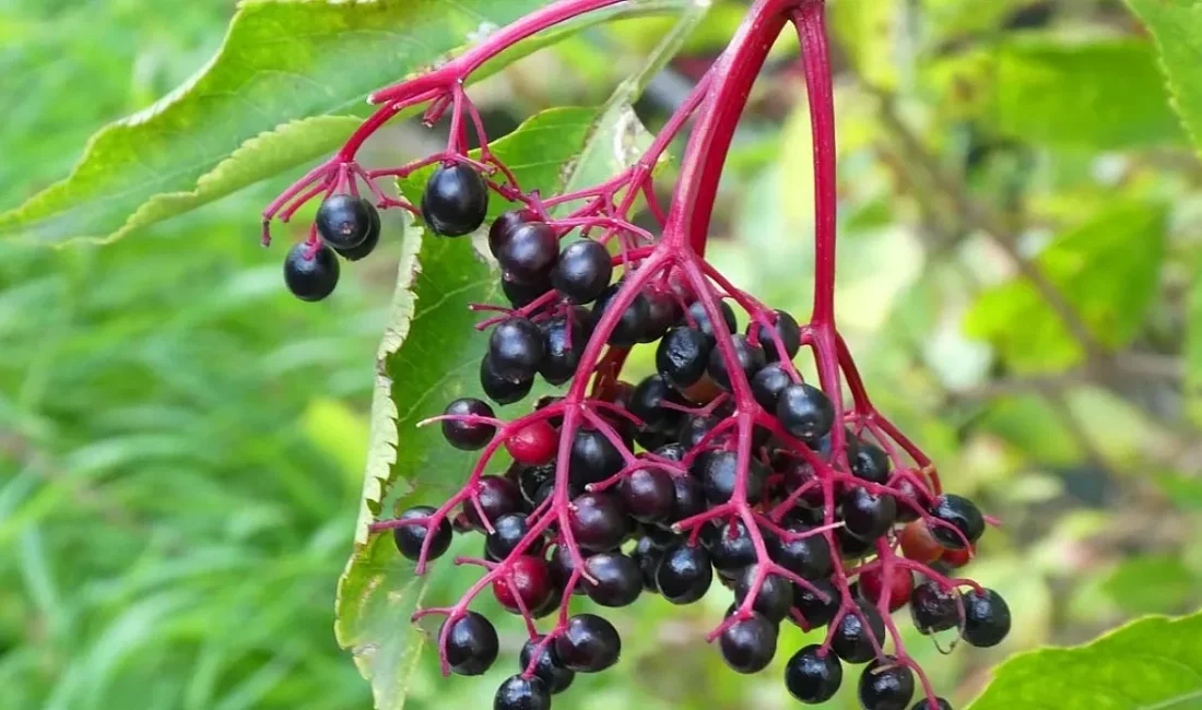 Kış Hastalıklarına Karşı Etkili Koruma: Kara Mürver Kış Aylarında Bağışıklığı