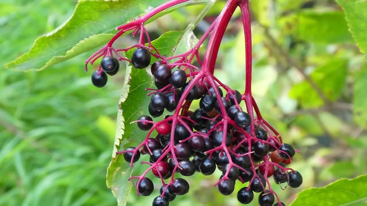 Kara Mürver: Grip Süresini Kısaltan Acil Sağlık Gelişmesi Kara Murver Grip Suresini Kisaltan Acil Saglik Gelismesi.webp