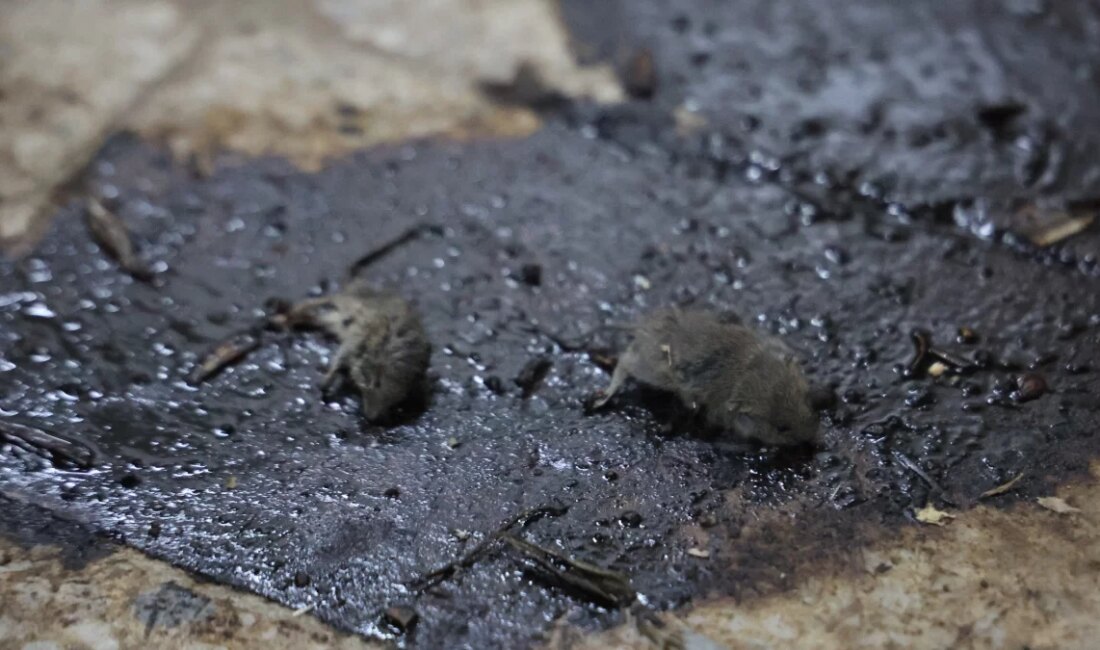 Son Dakika: Kilis’te Hijyen Skandalı! Kilis’te Zabıta Ekiplerinden Şok Denetim