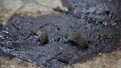 Son Dakika: Kilis’te Hijyen Skandalı! Kilis’te Zabıta Ekiplerinden Şok Denetim