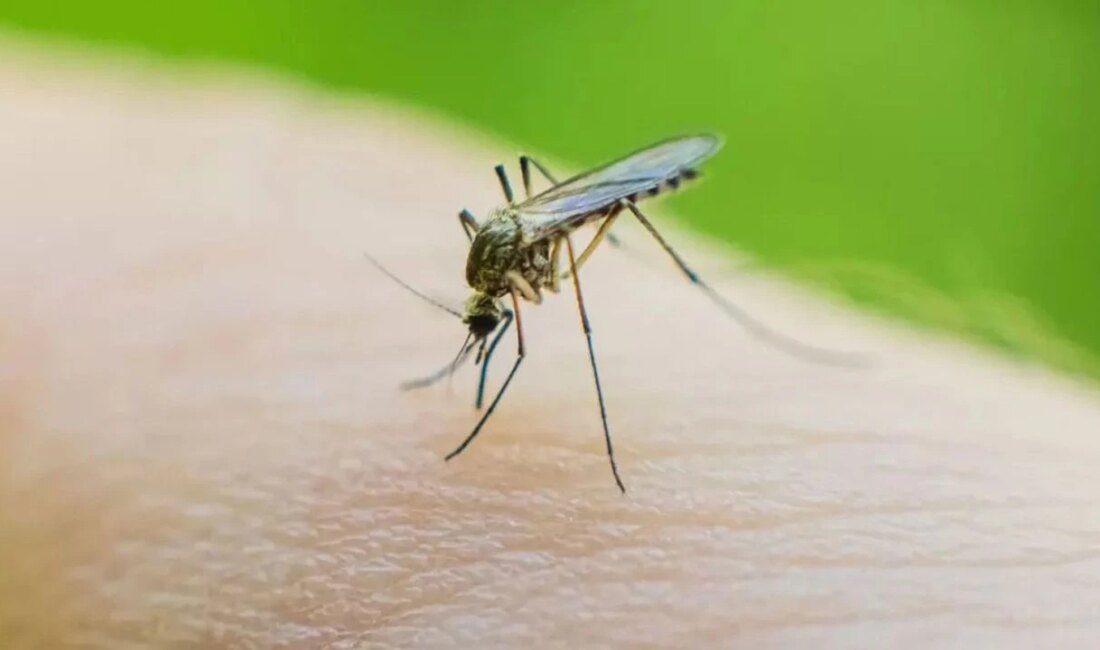 Küba’da Dang ve Chikungunya Virüsü Nedeniyle Ölüm Vakaları Artıyor Sağlık
