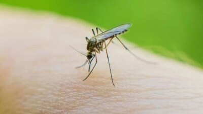 Küba’da Dang ve Chikungunya Virüsü Nedeniyle Ölüm Vakaları Artıyor Sağlık